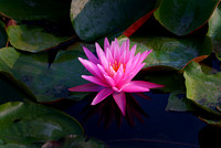 17266580601_476d75f9fb_o (1)