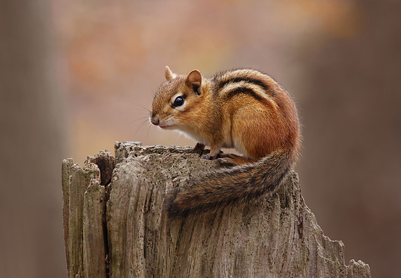 Chipmunk