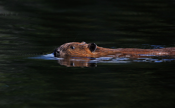 Beaver