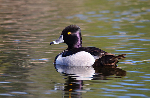 3V0A1209_ring-neck-duck-II